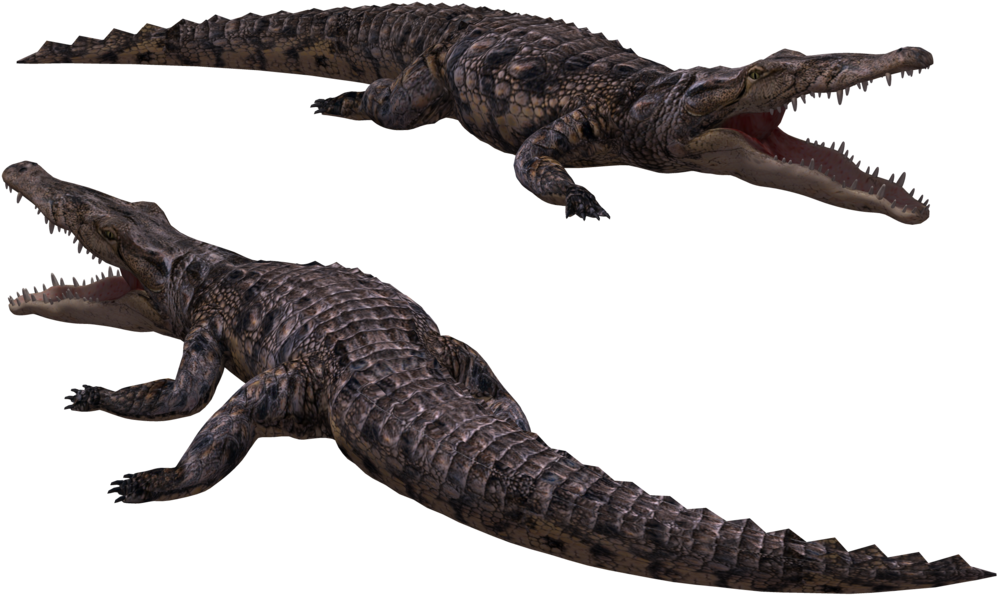 Crocodile Png Image - Crocodile Png (1024x645), Png Download