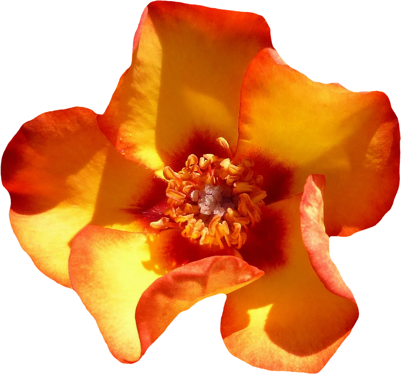 Yellow Rose Flower Top View Png Image - Flower Top View (1500x1387), Png Download