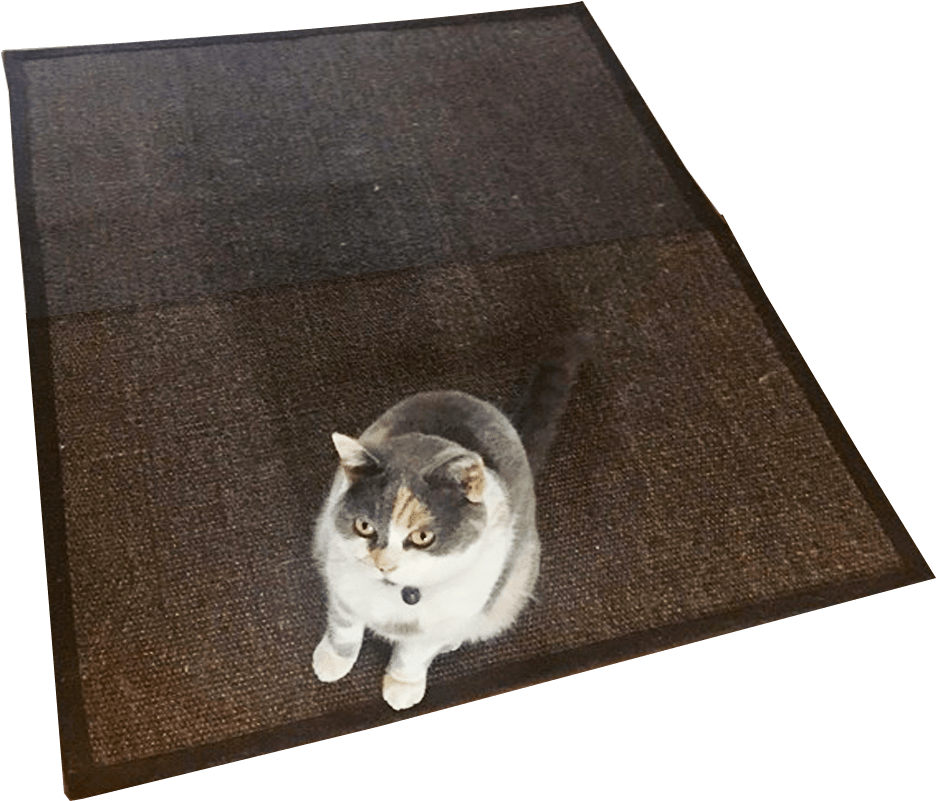 Cat Cute Animals With No Background (945x961), Png Download