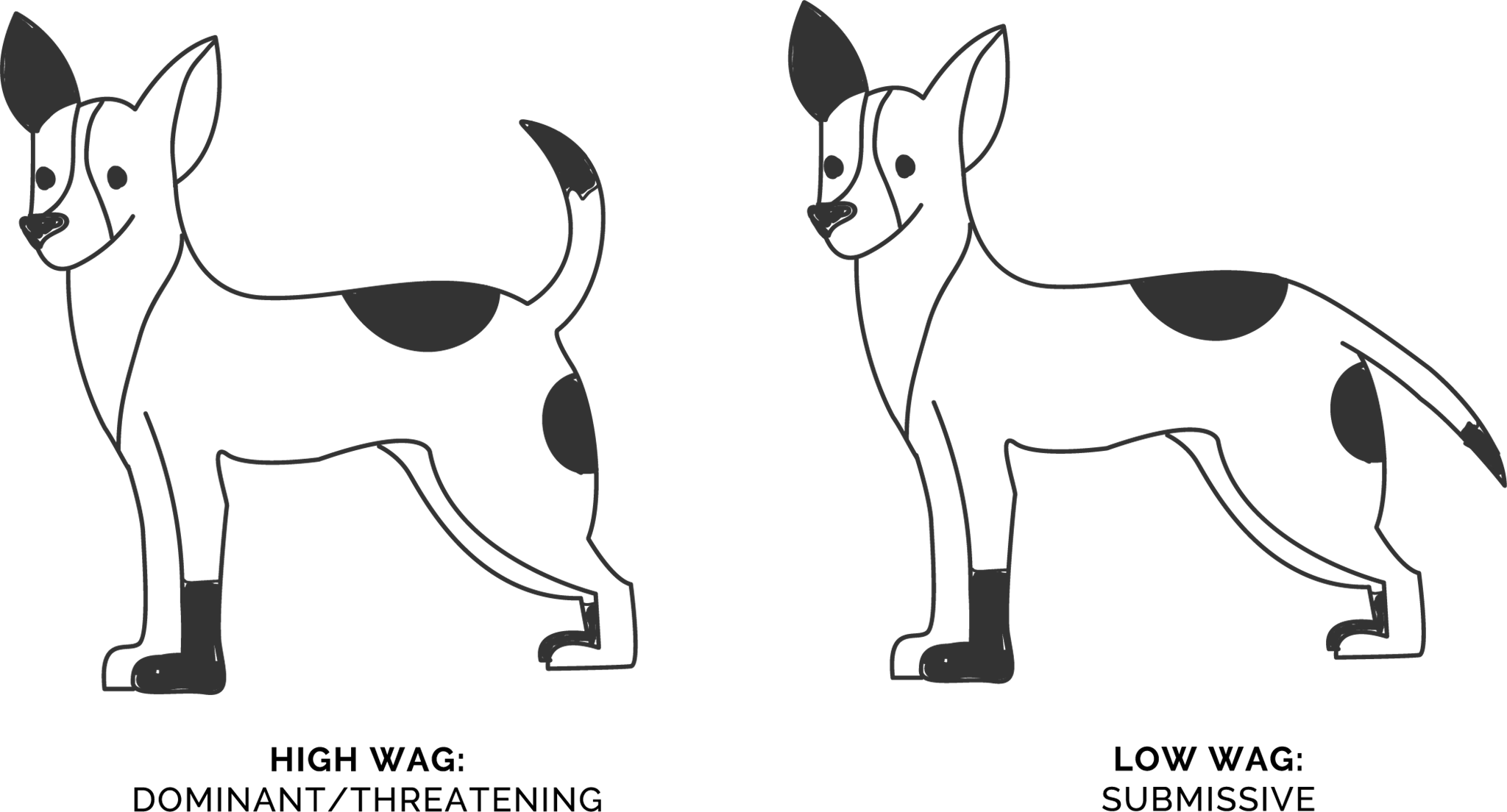 Wagging Tails Height - Miniature Fox Terrier (2048x1104), Png Download