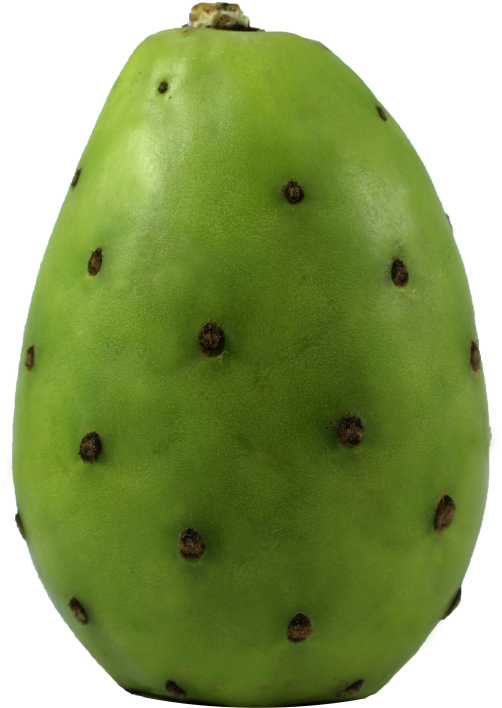 Barbary Fig (700x934), Png Download