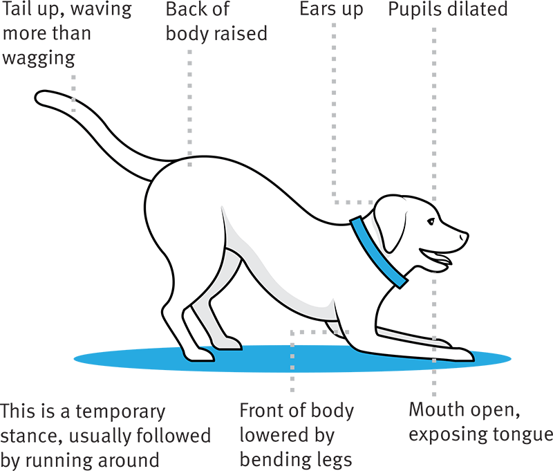 Playful • Happy Playful • Happy - Dog (800x681), Png Download