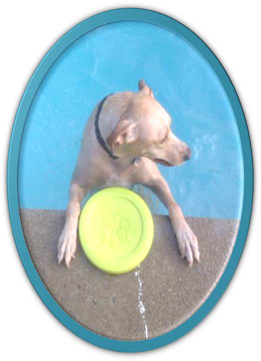 Posted - Dog Catches Something (528x731), Png Download