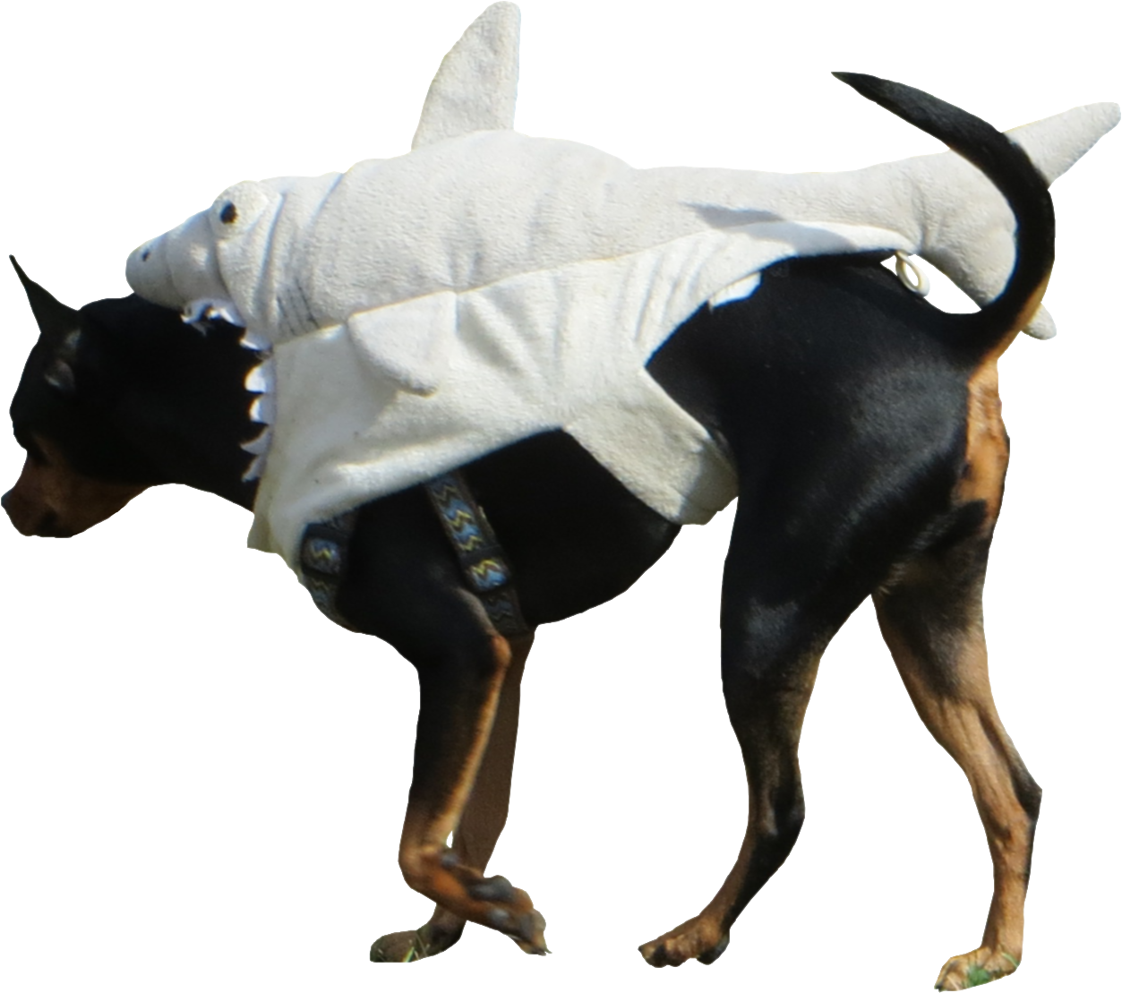 Shark-dog - Companion Dog (1252x1252), Png Download