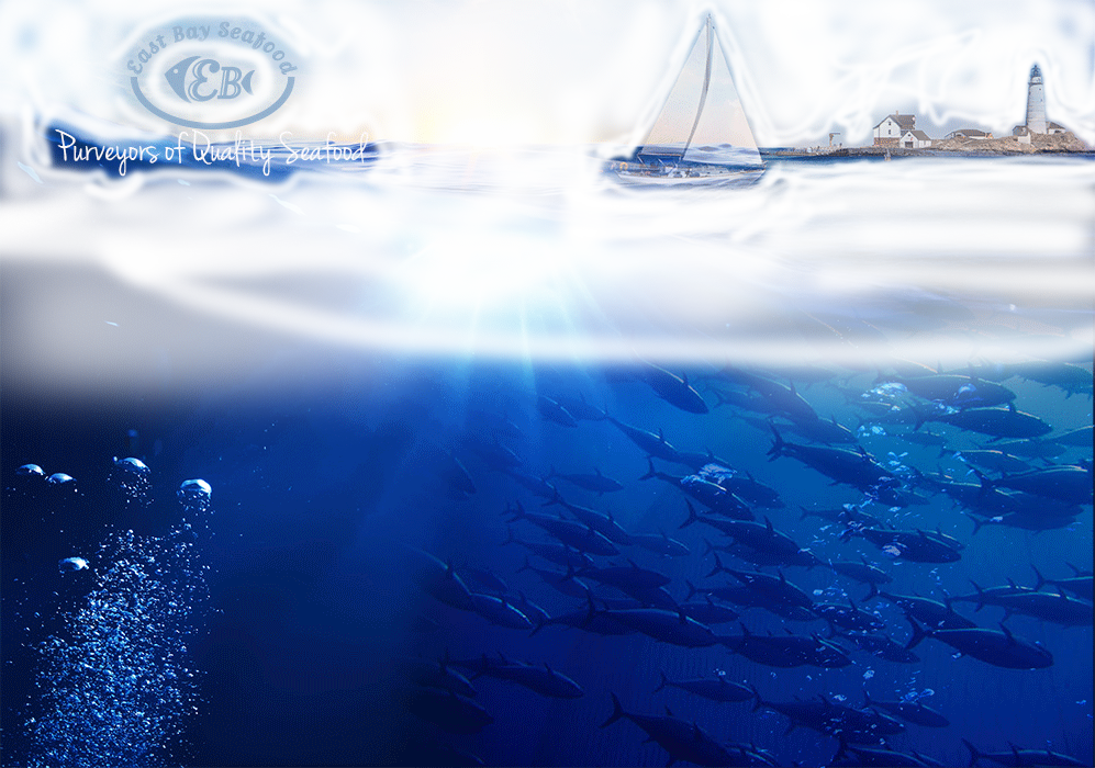 Swordfish (997x700), Png Download