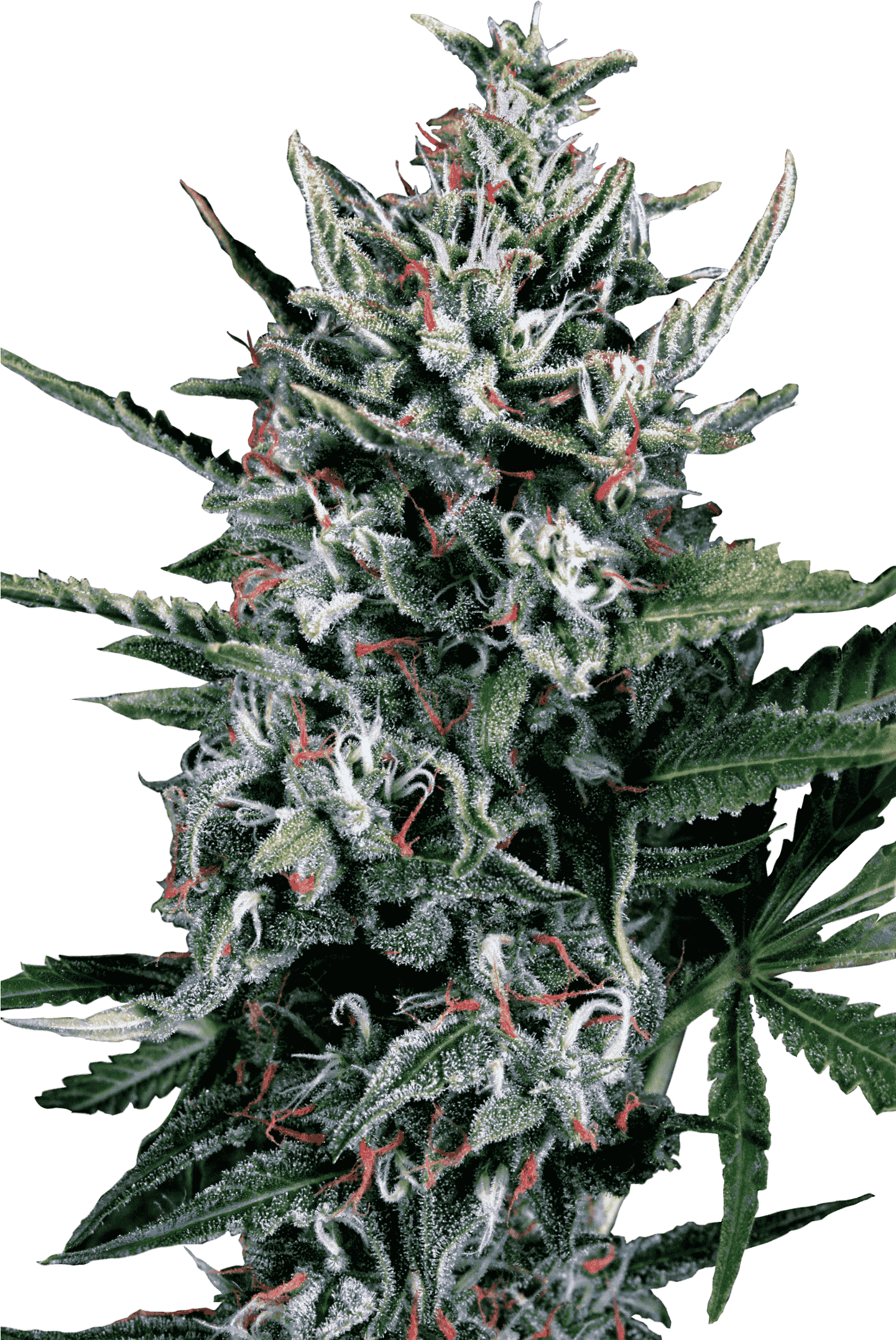 Konopná Odrůda Auto Silver Bullet Od Ministry Of Cannabis - Auto Silver Bullet (1440x2160), Png Download