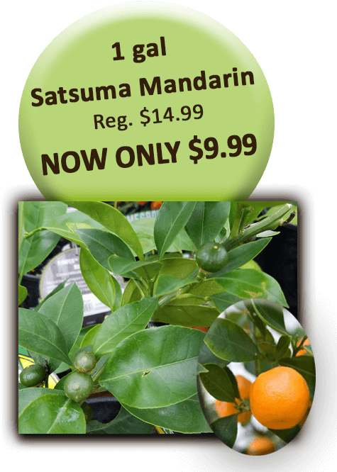 1 Gal Satsuma Mandarin - Bitter Orange (504x720), Png Download