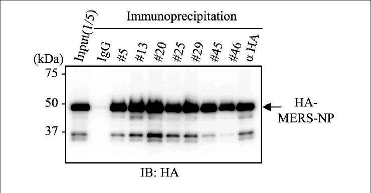 Immunoprecipitation Analysis With Generated Mabs (740x386), Png Download