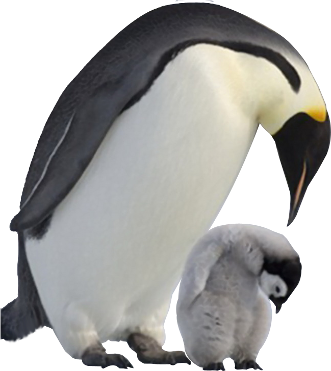 Penguin Png Image Transparent Background - Baby Penguin Png (658x727), Png Download