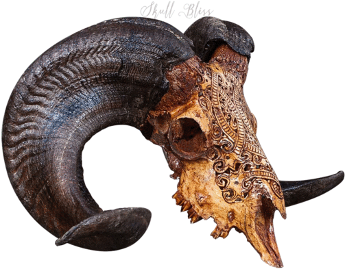 Carved Ram Skull - Skull (525x525), Png Download