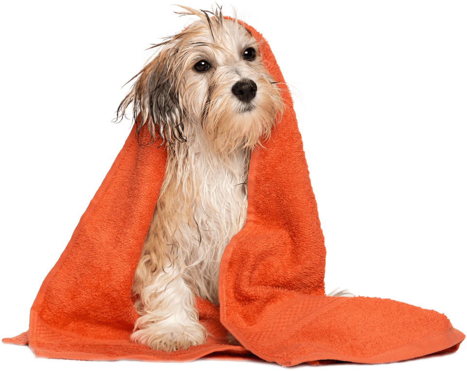 dog grooming png