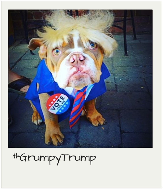 Trump Costume For Dogs - American Pit Bull Terrier (800x800), Png Download