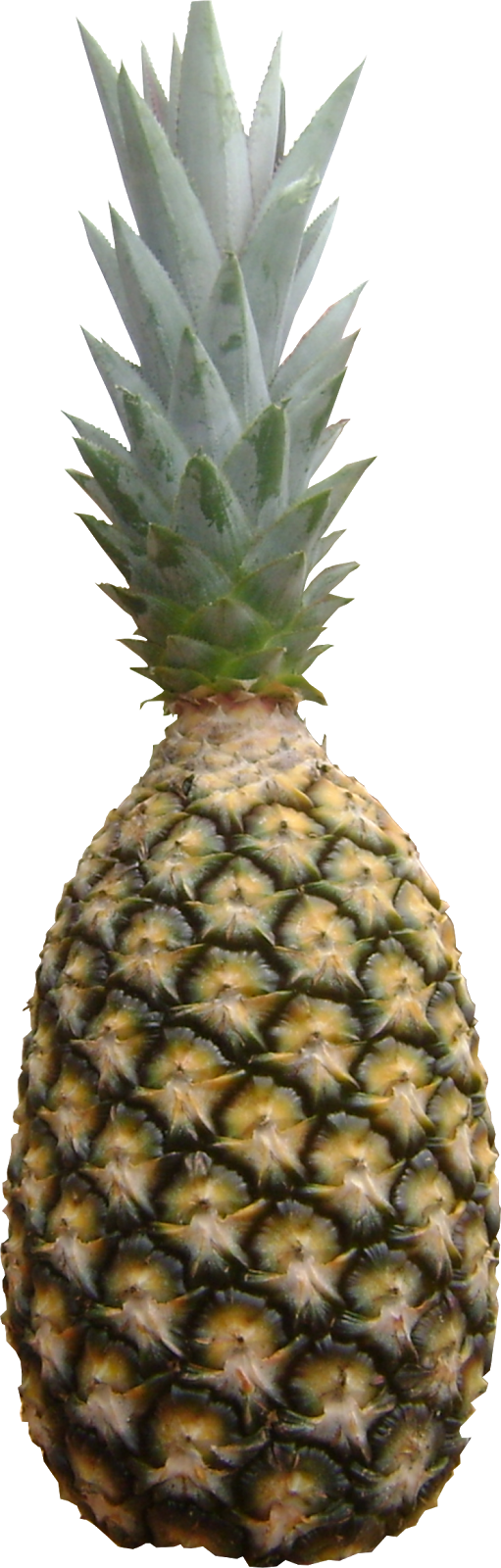 Abacaxi Perola Png - Pineapple (511x1600), Png Download