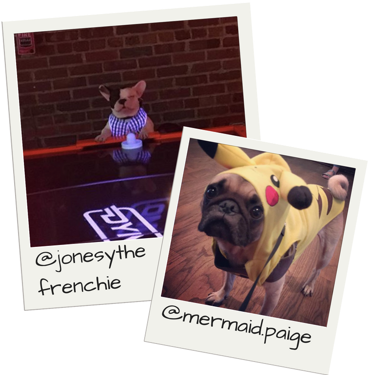 Dogs In Costume - Pug (800x800), Png Download