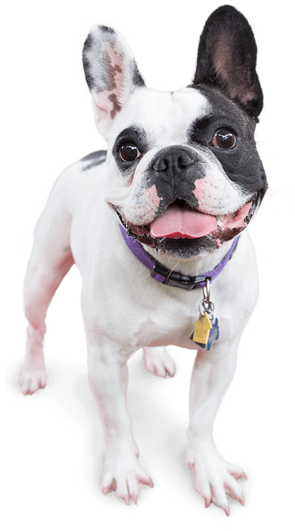 Image Of A Happy Dog - Dog (426x767), Png Download