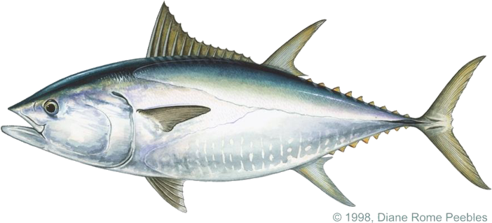 Scombridae Family - Big Eye Tuna Png (720x362), Png Download