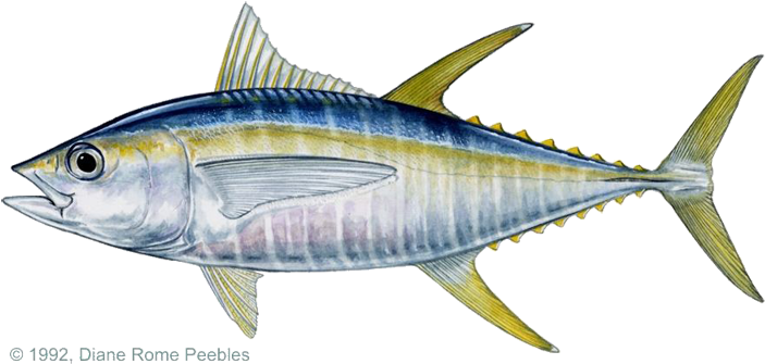Yellowfin Tuna - Yellow Fin Tuna (720x360), Png Download