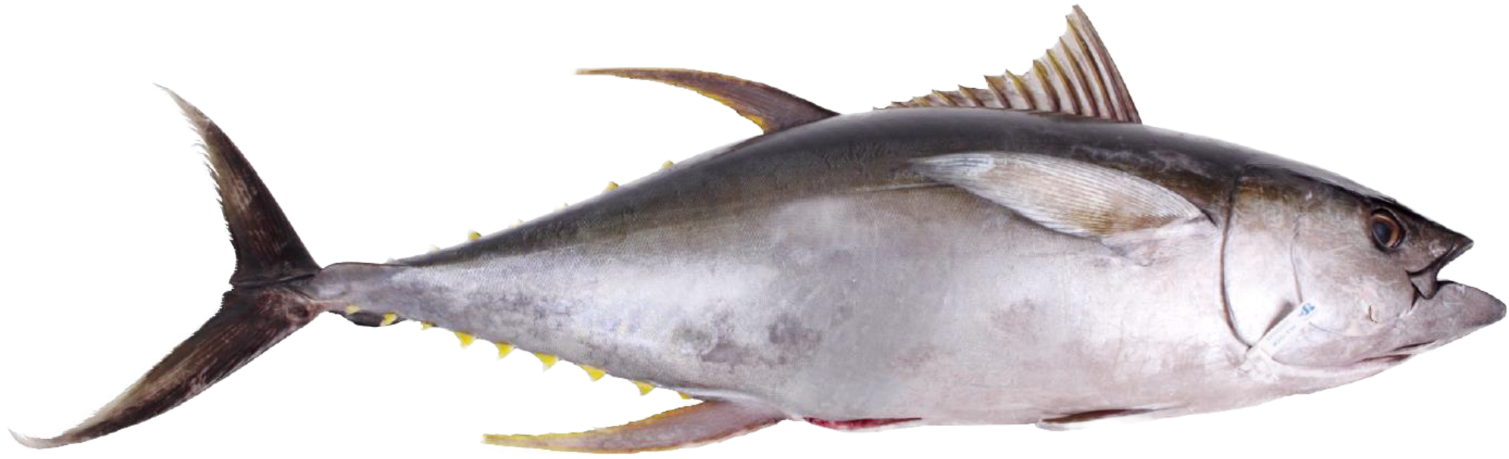 Oceanprime Sustainable Seafood Info - Tuna Png (2300x1100), Png Download
