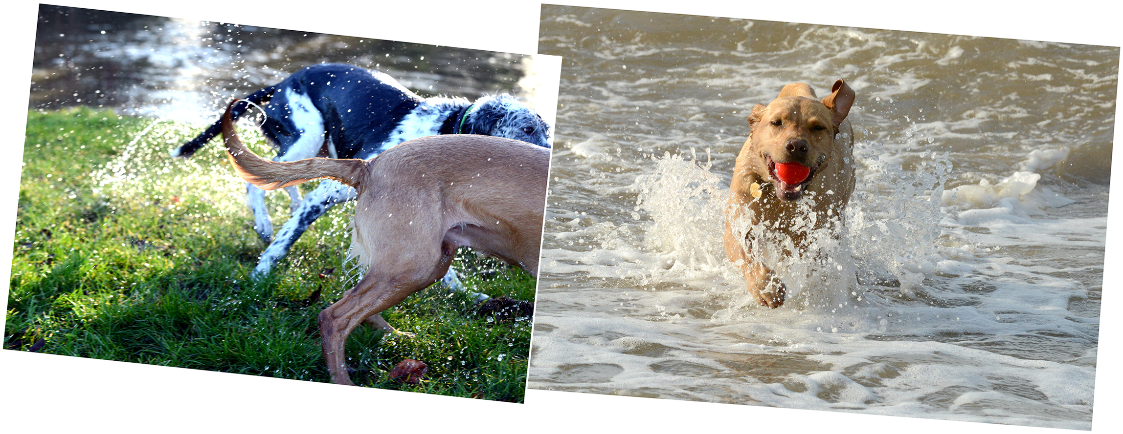 Keep Your Dogs Cool This Summer - Dog (3000x1000), Png Download