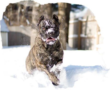 That's When Primal Pooch Was Born - Boxer (460x377), Png Download