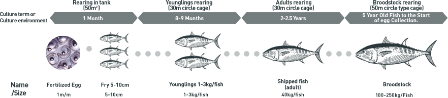 Alimentation Habits Of The Tuna Fish - Fish Products (882x194), Png Download