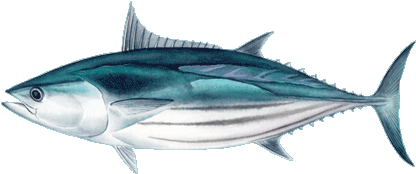 Cento Skipjack Tuna Fish - Tuna Fish (600x222), Png Download