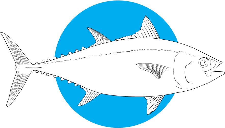 Bluefin Tuna - Ray-finned Fish (1000x773), Png Download