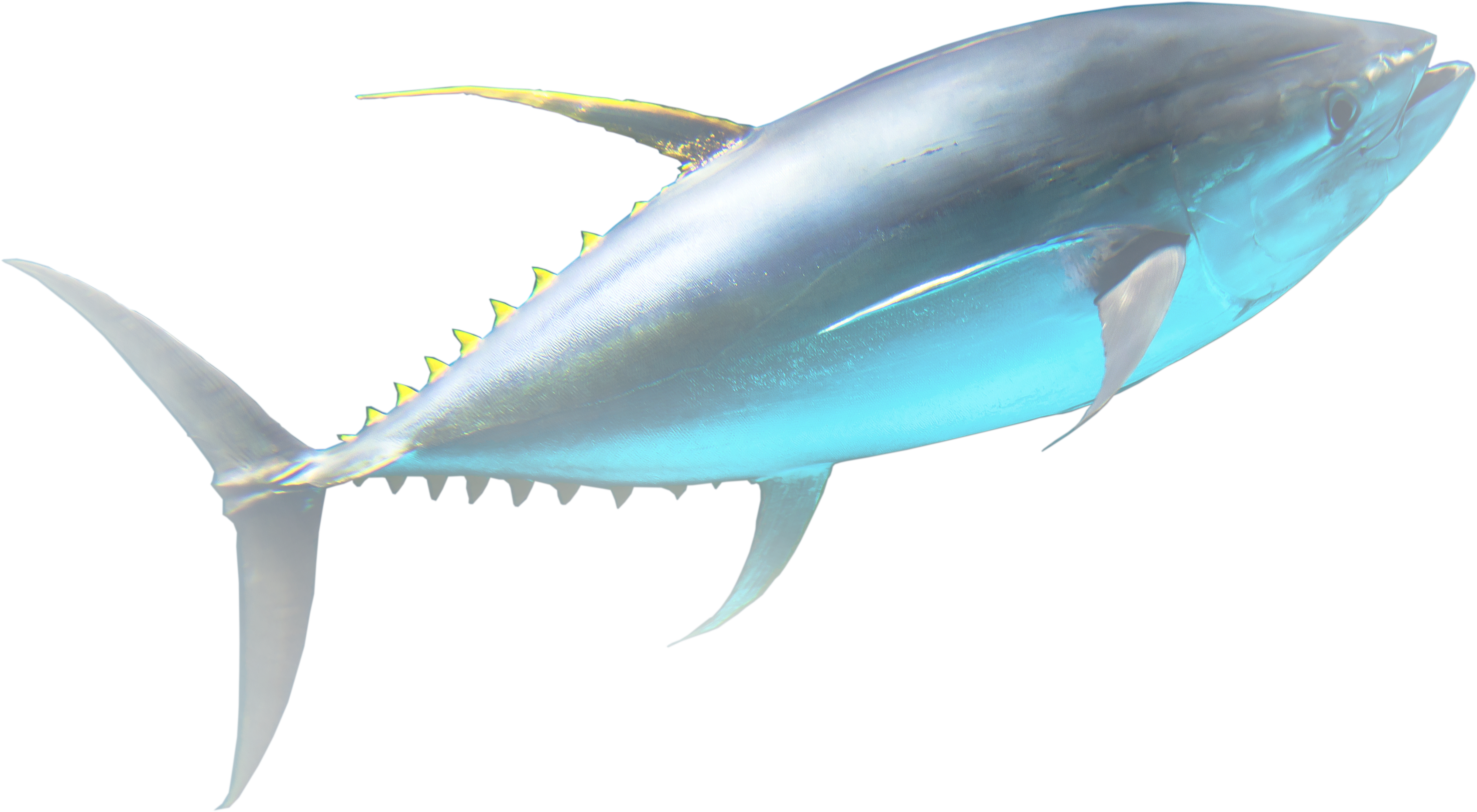 Tuna For Life - Atlantic Bluefin Tuna (5596x4833), Png Download