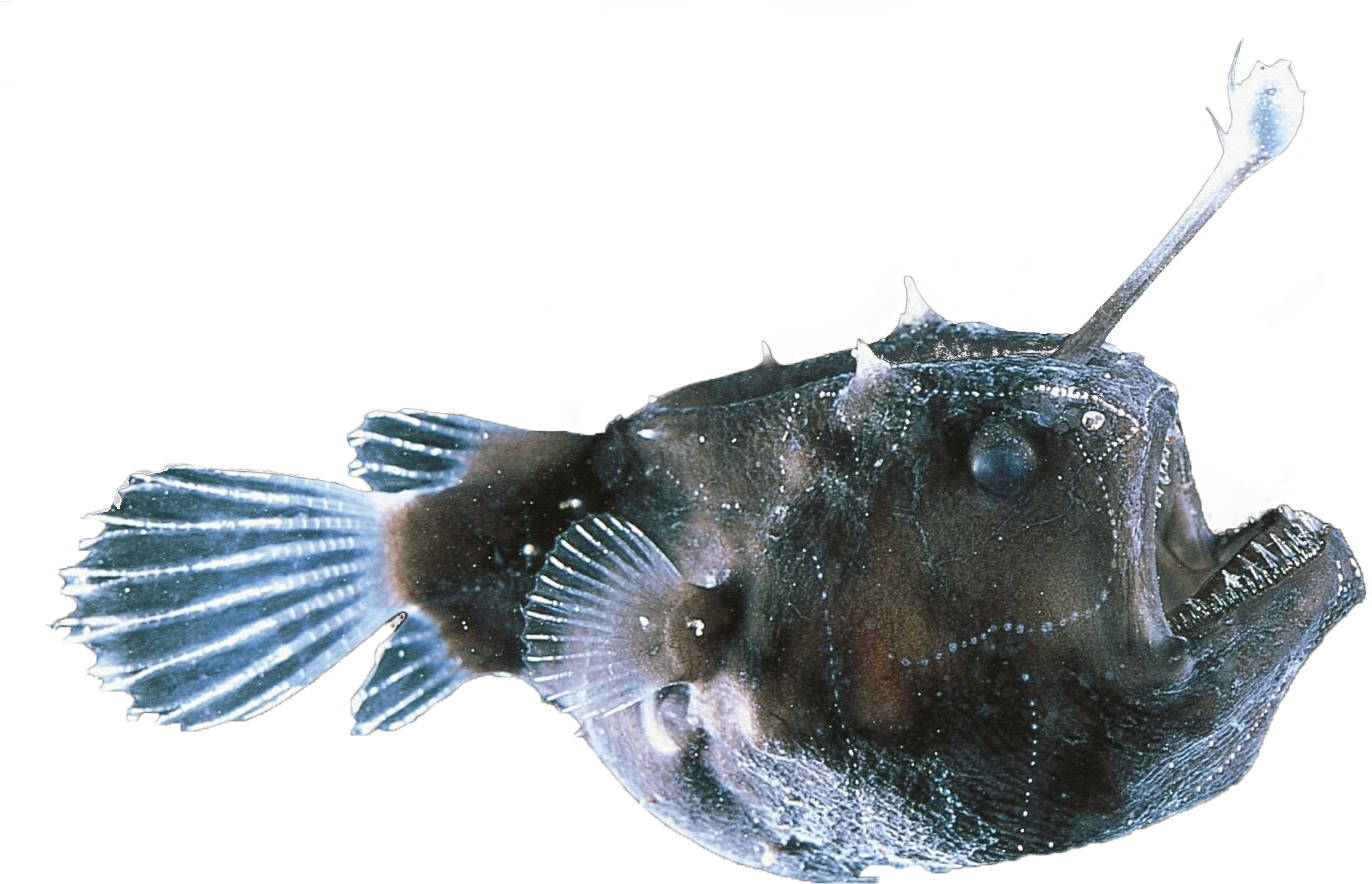 Animalanglerfish (1440x1025), Png Download