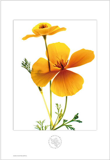 Picture Of Escolzia Aboca Botanical Art Flower - Botany (700x700), Png Download