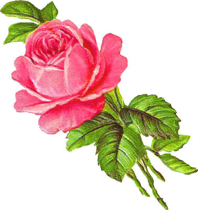 Pink Rose Clipart Botanical Illustration - Pink Flower Illustration Png (859x945), Png Download