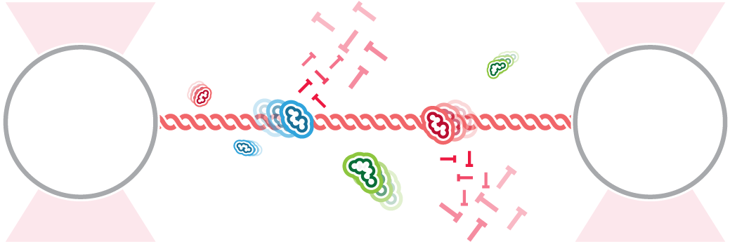 C-trap Dna Replication - Everards / John Martin's Pale Ale (cask) (1216x384), Png Download