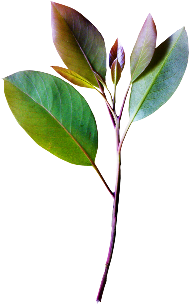 Download Vintage Collection Botanical Drawings Botanical Illustration Hojas Vintage Png Full Size Png Image Pngkit