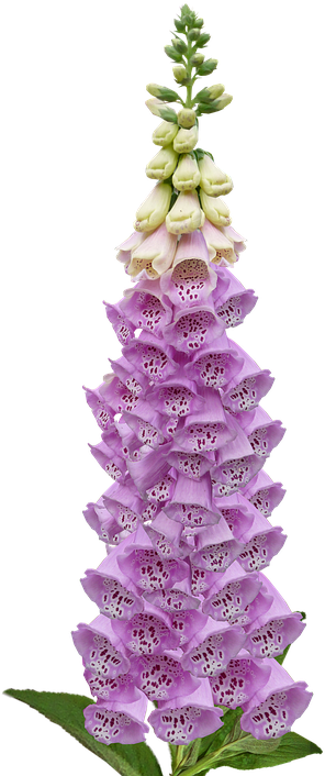 Foxglove, Digitalis, Flower, Nature, Botanical - Foxglove Png (316x720), Png Download