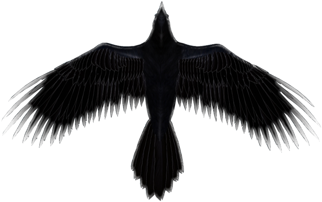 Tour - Seabird (1148x776), Png Download
