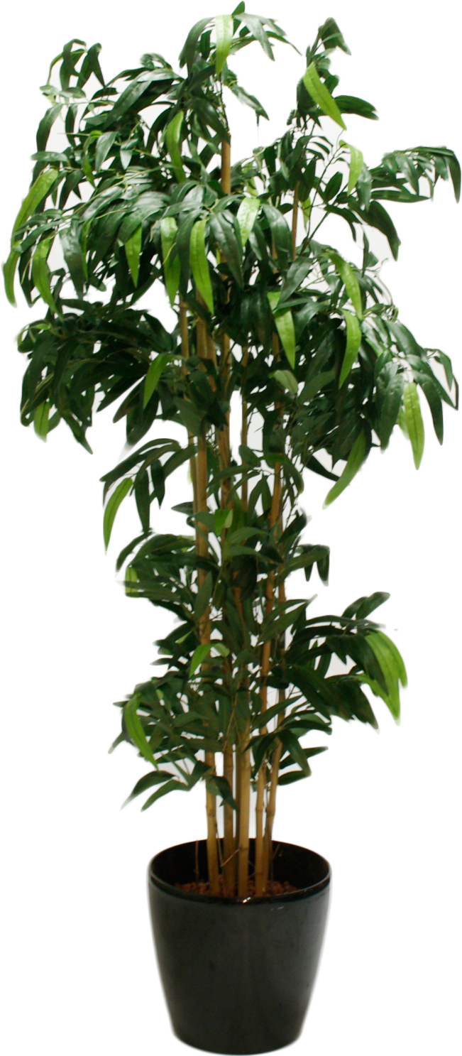 Bambus Gross 4fcdf191a4e31 - Arbustos De Interior (868x1612), Png Download