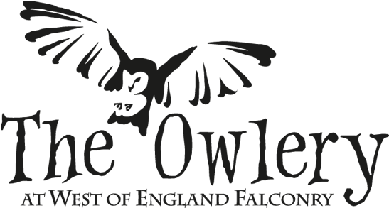 Owl Encounters - Quotes Friend Gossip Behind Your Back (600x320), Png Download