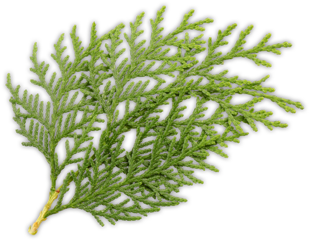 Cedars, Other Conifers, And Broadleaf Trees - Feuillus Et Conifères (600x508), Png Download