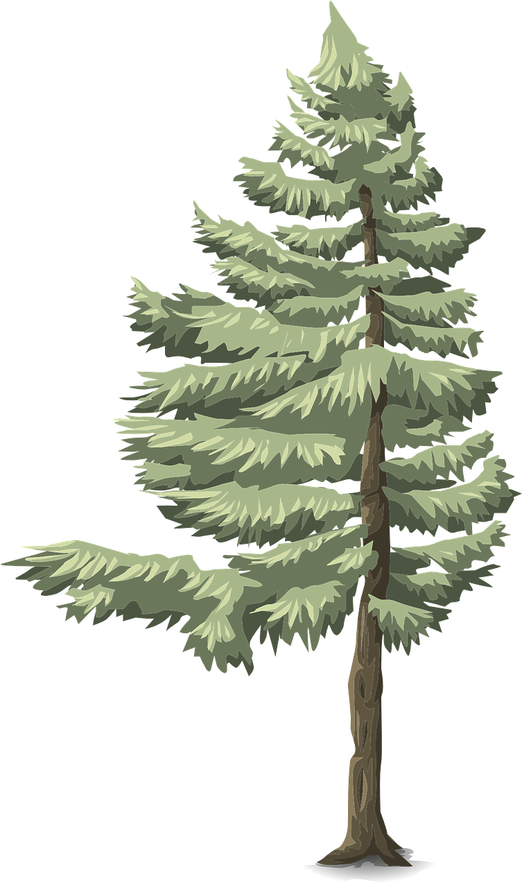 Forest, Tree, Conifer, Green, Nature, Forest - Coniferous Forest Biome Clipart (752x1280), Png Download