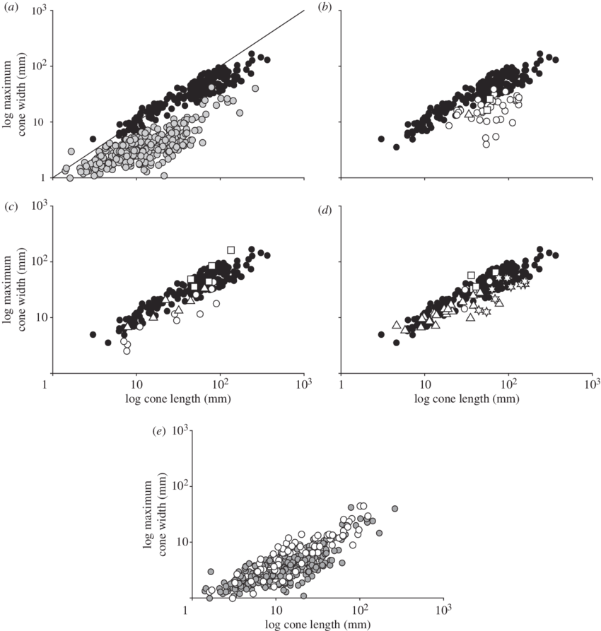 Relationship Between Length And Maximum Width In Conifer - Conifer Cone (850x893), Png Download