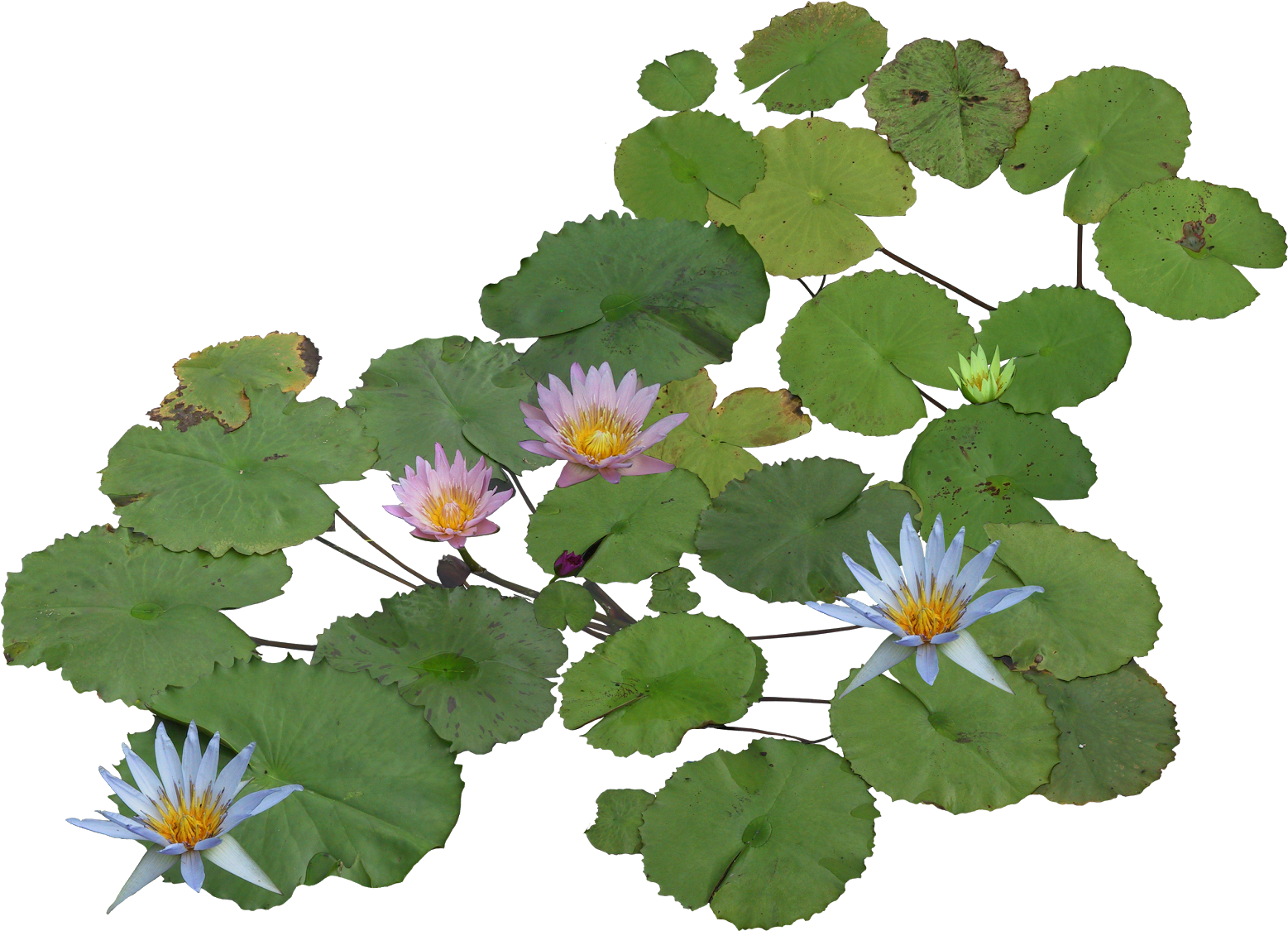 Thư Viện Cây Photoshop Plant Texture, Flower Texture, - Water Plant Png Plan (640x467), Png Download