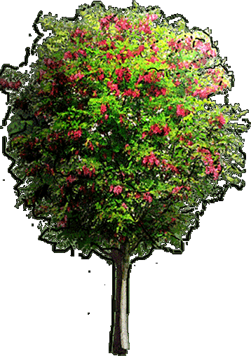 Try The Demo Or Choose A Plan - Plants Gardenpuzzle Png (358x508), Png Download