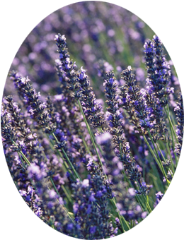Heavily Scented Plants (420x489), Png Download