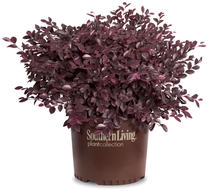 Purple Daydream Loropetalum In Branded Pot - Loropetalum Png (500x425), Png Download
