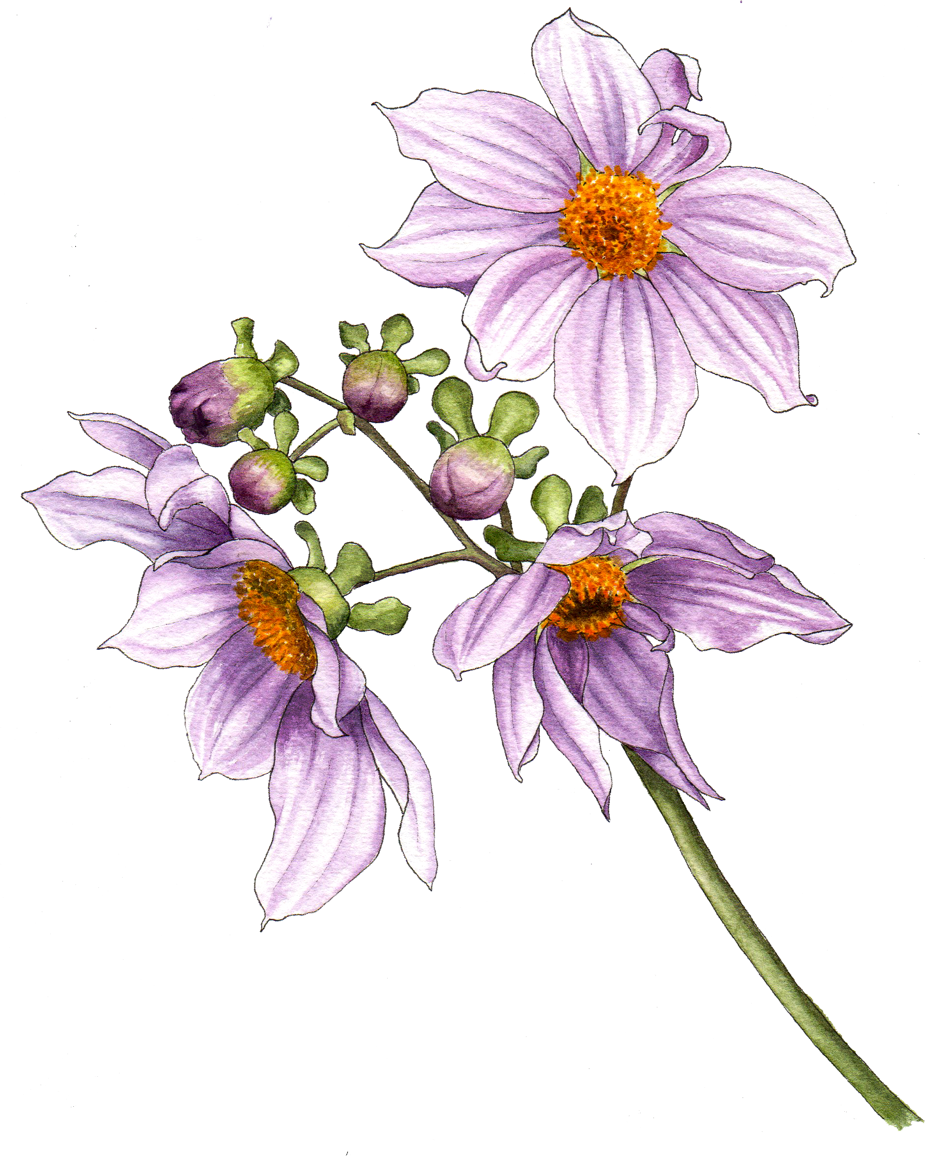 Illustration By Helen Krayenhoff - Berkeley (1887x2349), Png Download