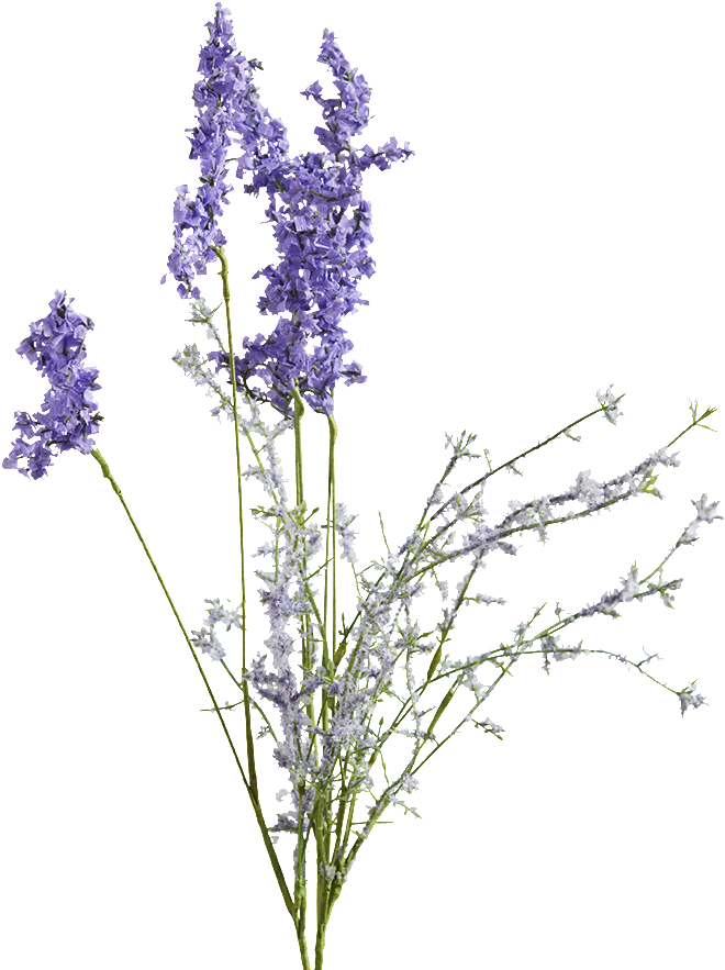 Munstead Lavender Lilac - Lavender (900x900), Png Download