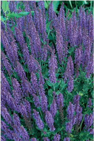 May Night Salvia - Sage (480x480), Png Download