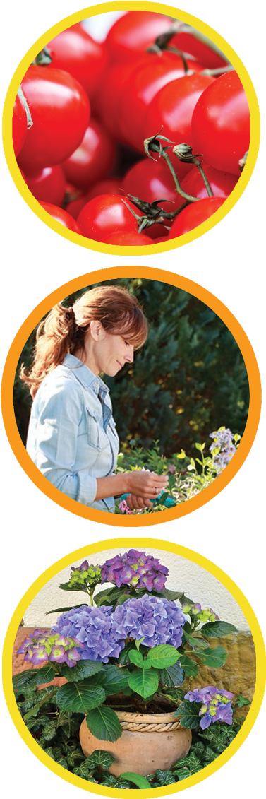 Gardener's Choice - Hydrangeas In A Flower Pot And Ivy Journal: Take Notes, (448x1148), Png Download