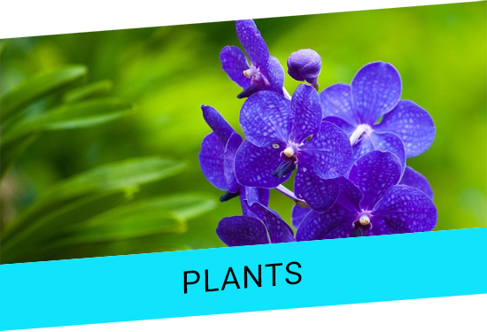 Offer Banner1 - Orchid Images Of Flowers Hd (550x375), Png Download