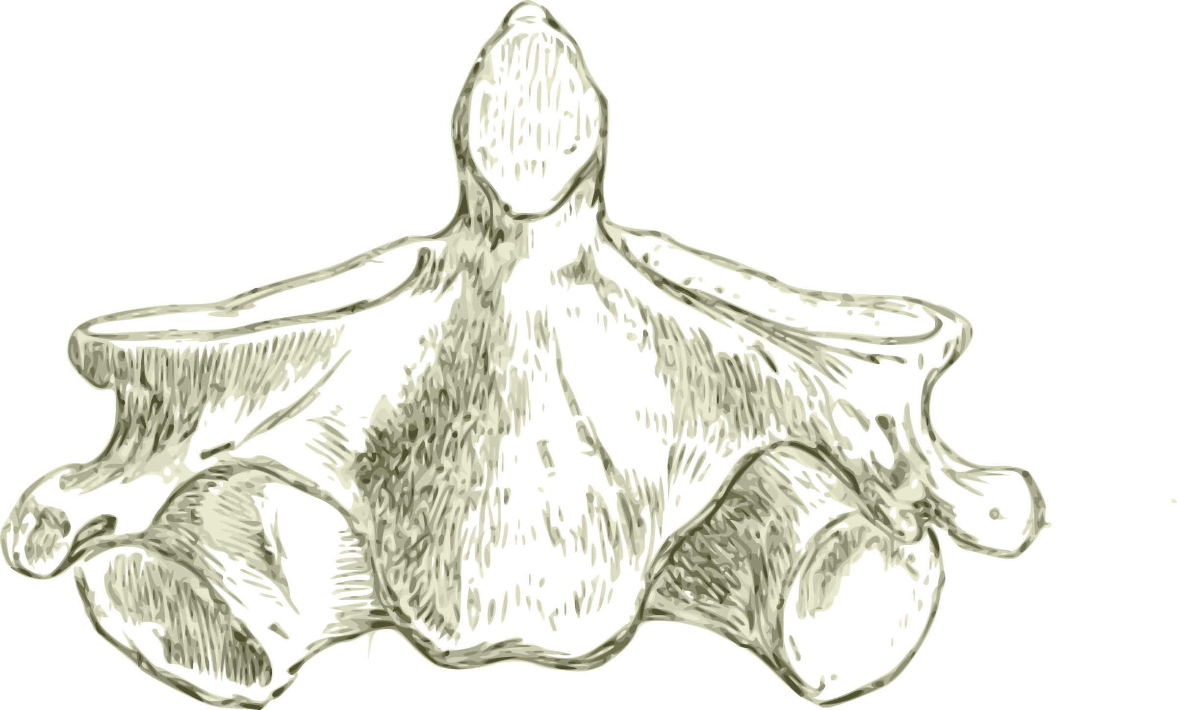 This Free Icons Png Design Of Axis -human Second Cervical (2400x1448), Png Download